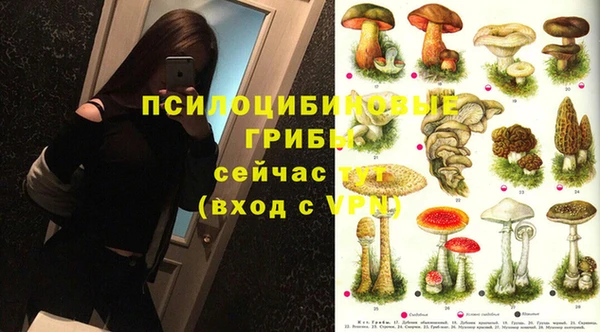 шишки Абаза